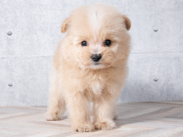 ペットショップ P S First ペット詳細