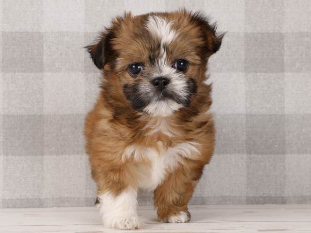 チワワ シーズー ミックス 京都店 P S First 子犬や子猫を最優先に考えたペットショップ