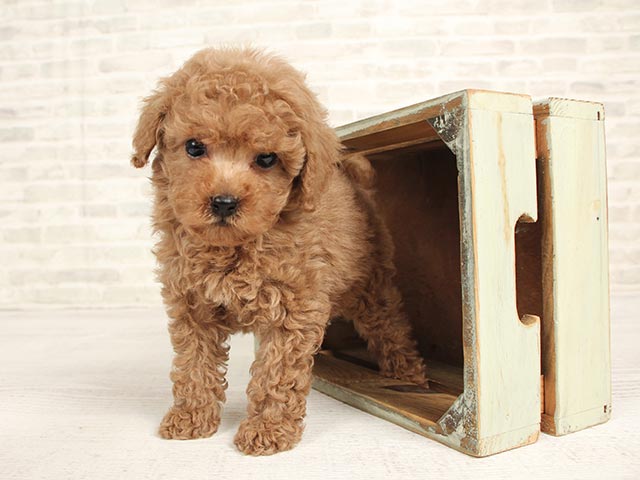 VICA POTA 春夏 レディース レクサスニットベスト 丸首 | ニット