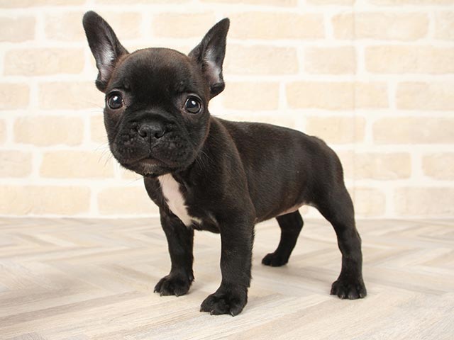 フレンチブルドッグ 倉敷店 │ペッツファースト公式サイト