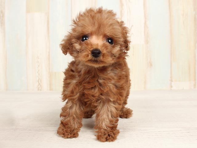 昭和レトロ女の子犬チェスト大恵産業