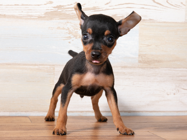 ミニチュアピンシャー 昭島店 P S First 子犬や子猫を最優先に考えたペットショップ