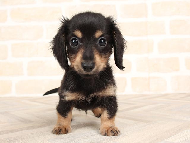 ミニチュアダックスフンド 川崎店 │ペッツファースト公式サイト