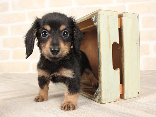ヴィンテージ  ショップ購入ダックスフント犬アンティーク　アッシュペーフランス ヴィンテージ ショップ購入ダックスフント犬アンティーク