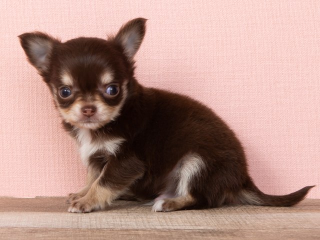 チワワ 難波店 │ペッツファースト公式サイト