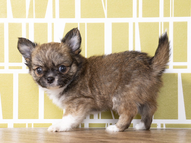 チワワ ロング 筑紫野店 P S First 子犬や子猫を最優先に考えたペットショップ