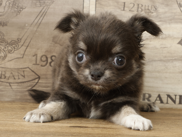 チワワ ロング 渋谷店 P S First 子犬や子猫を最優先に考えたペットショップ