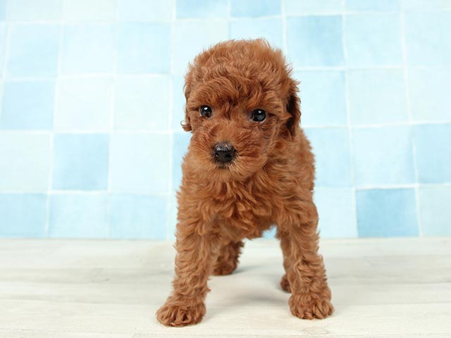 トイプードル 稲毛店 P S First 子犬や子猫を最優先に考えたペットショップ