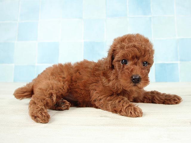 トイプードル 稲毛店 P S First 子犬や子猫を最優先に考えたペットショップ