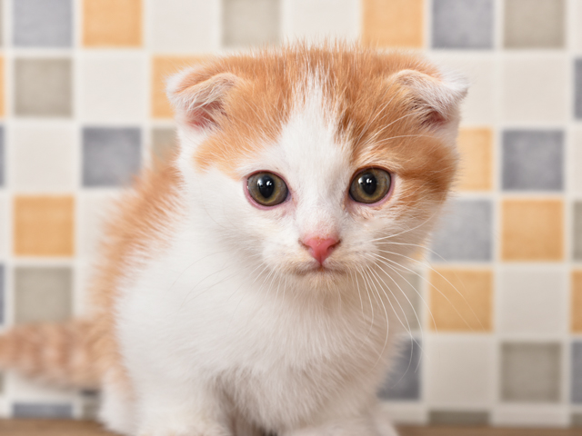 マンチカン For Cats横浜元町店 P S First 子犬や子猫を最優先に考えたペットショップ