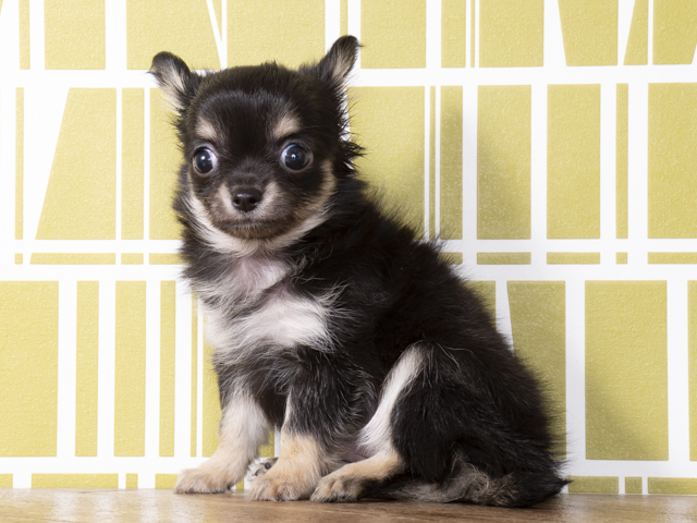 チワワ ロング 福津店 P S First 子犬や子猫を最優先に考えたペットショップ