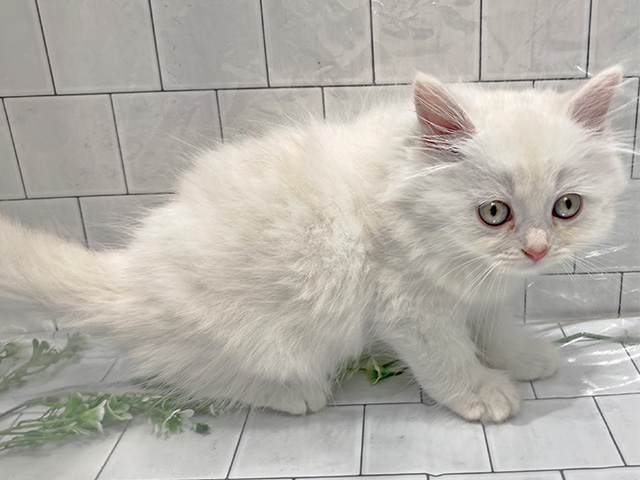 ラガマフィン 土浦店 │ペッツファースト公式サイト