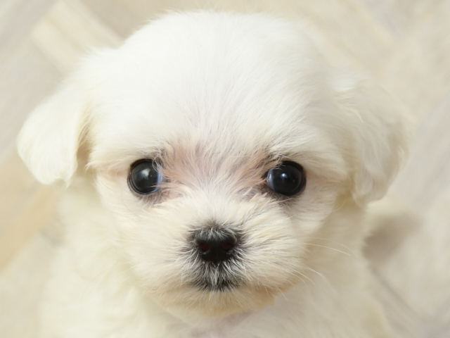 マルチーズ 日吉津店 P S First 子犬や子猫を最優先に考えたペットショップ