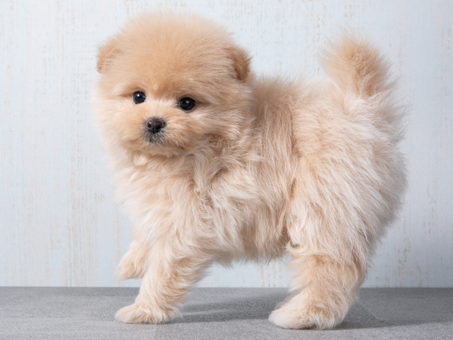 ポメラニアン トイプードル ミックス 京都店 P S First 子犬や子猫を最優先に考えたペットショップ