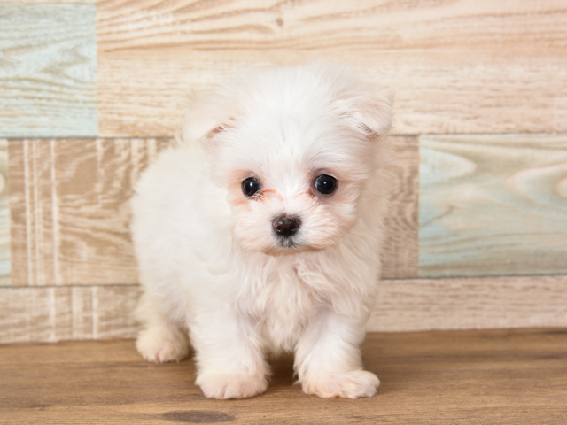 京都四条河原町店 京都府のペットショップ P S First 子犬や子猫を最優先に考えたペットショップ