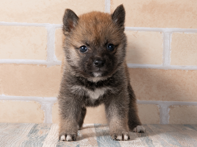 豆柴 町田店 │ペッツファースト公式サイト