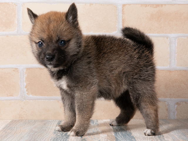 豆柴 町田店 │ペッツファースト公式サイト