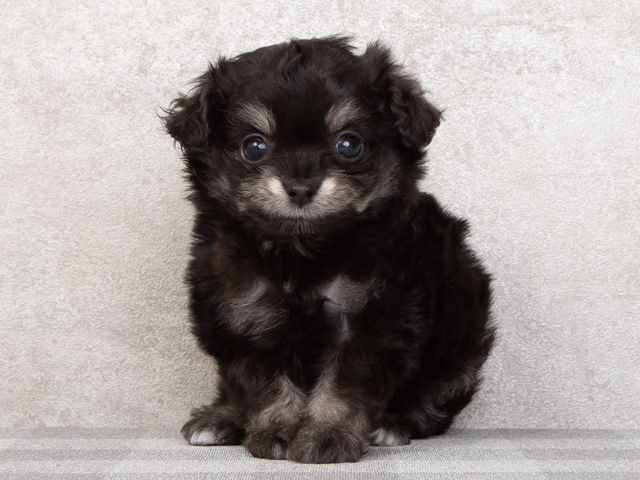 チワワ トイプードル ミックス 神戸元町店 P S First 子犬や子猫を最優先に考えたペットショップ