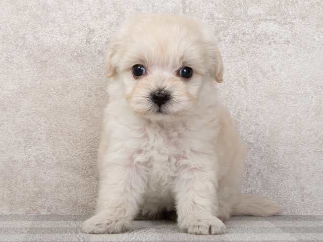 マルチーズ トイプードル ミックス 名古屋栄店 P S First 子犬や子猫を最優先に考えたペットショップ