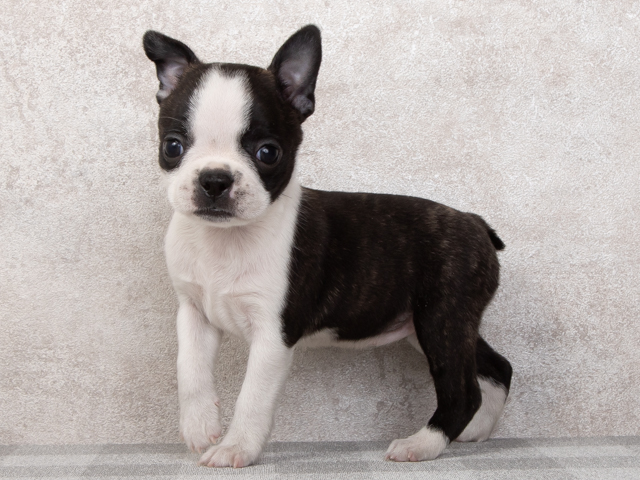 ボストンテリア 鬼沢 正道 | コーヒーとイヌ #bostonterrier #ボストンテリア