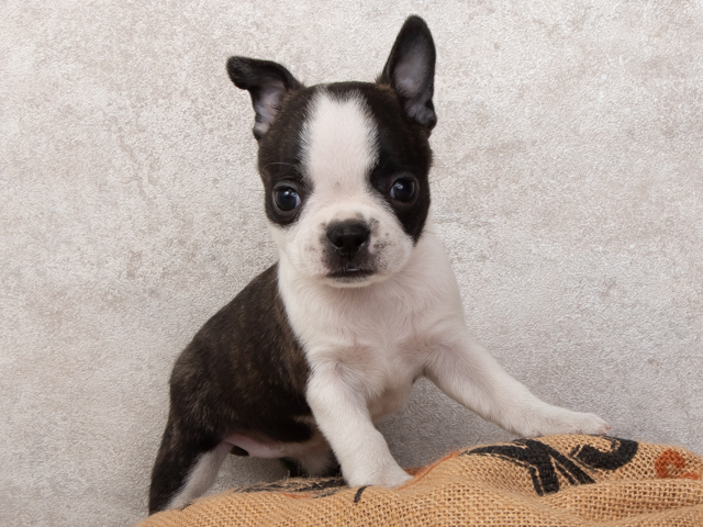 ボストンテリア 心斎橋本店 │ペッツファースト公式サイト