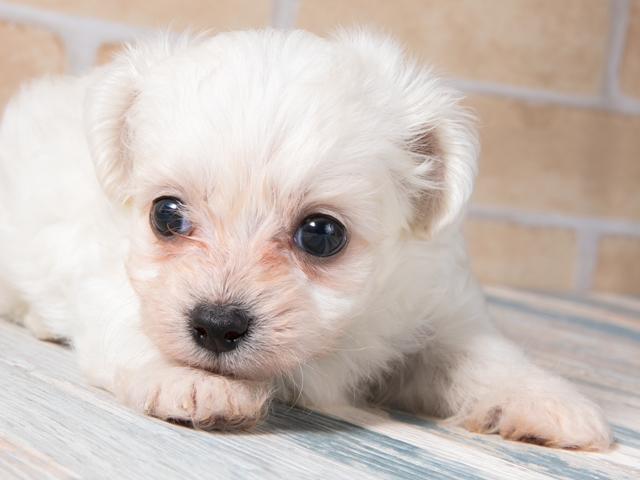 チワワ トイプードル ミックス 広島本通店 P S First 子犬や子猫を最優先に考えたペットショップ