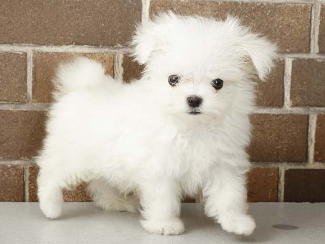 恵比寿店 │ペッツファースト公式サイト