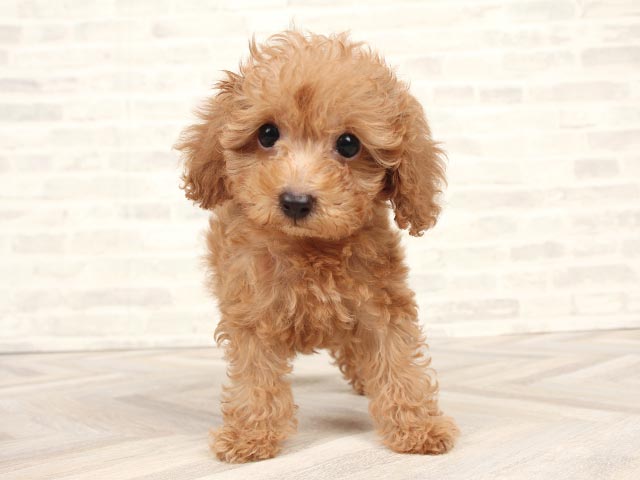 トイプードル タイニープードル 鹿児島店 P S First 子犬や子猫を最優先に考えたペットショップ