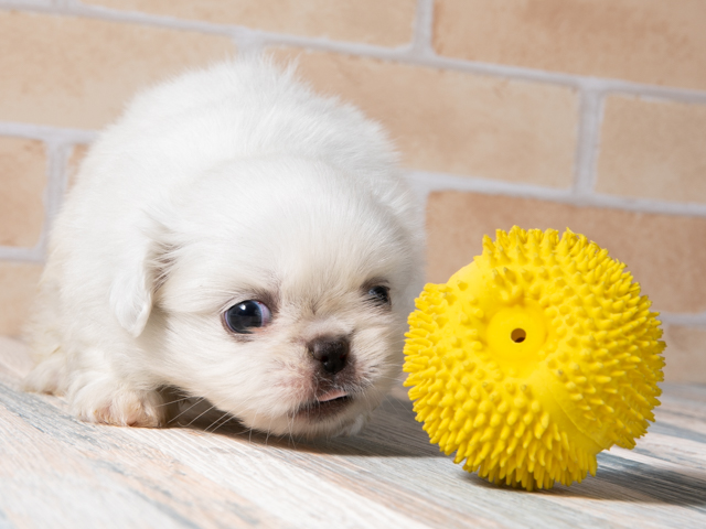 ペキニーズ カインズ千葉ニュータウン店 P S First 子犬や子猫を最優先に考えたペットショップ