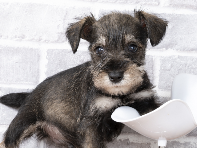 ミニチュアシュナウザー 筑紫野店 P S First 子犬や子猫を最優先に考えたペットショップ ミニチュアシュナウザー 筑紫野店 P S First 子犬や子猫を最優先に考えたペットショップ