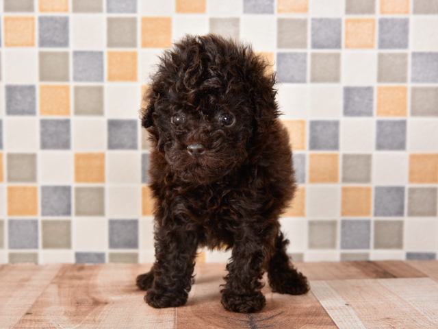 トイプードル 鹿児島店 P S First 子犬や子猫を最優先に考えたペットショップ