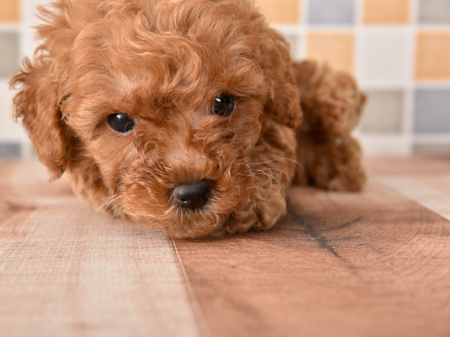 ペットショップ P S First 探す Search