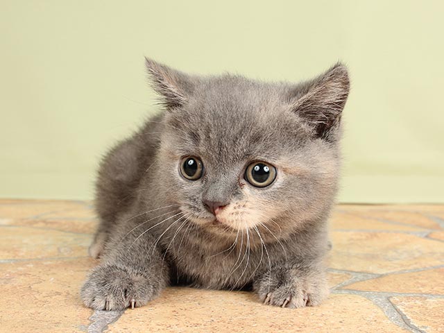 ブリティッシュショートヘアー Petemoレイクタウンmori店 P S First 子犬や子猫を最優先に考えたペットショップ