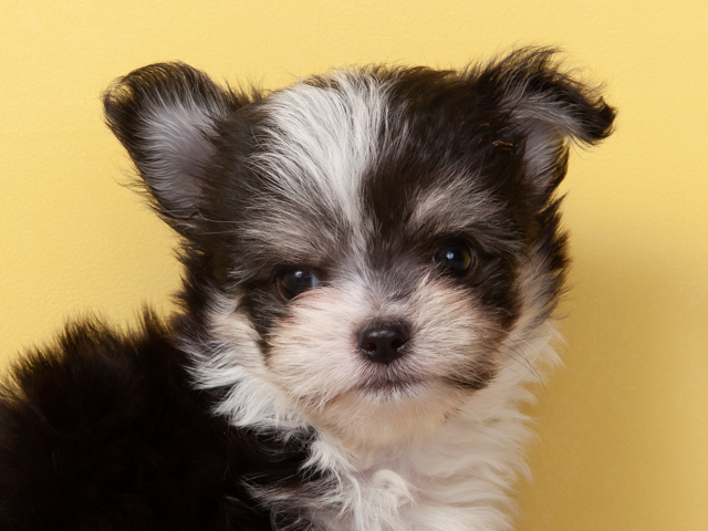 チワマル特集 P S First 子犬や子猫を最優先に考えたペットショップ