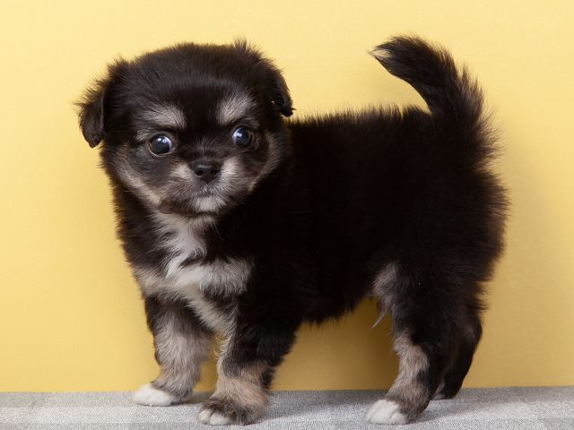 くろ様　犬写真 緊急、黒犬の24時間に密着（？） - イザ！