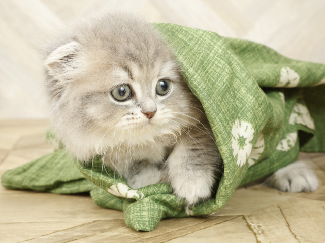 マンチカン 市川コルトンプラザ店 P S First 子犬や子猫を最優先に考えたペットショップ