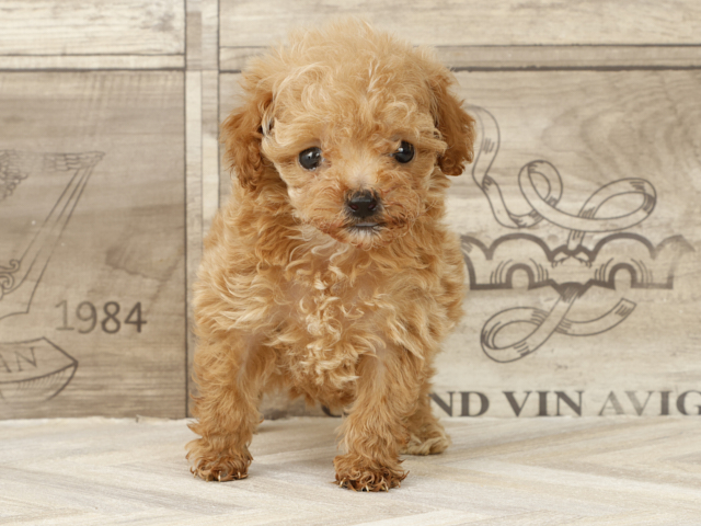 トイプードル タイニープードル 鹿児島店 P S First 子犬や子猫を最優先に考えたペットショップ