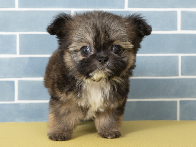 ミックス 神戸元町店 │ペッツファースト公式サイト