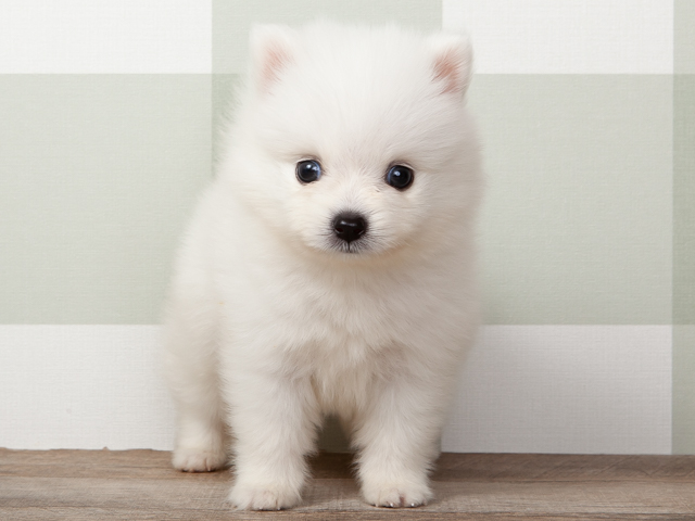 ポメラニアン スピッツ ミックス 橿原店 P S First 子犬や子猫を最優先に考えたペットショップ