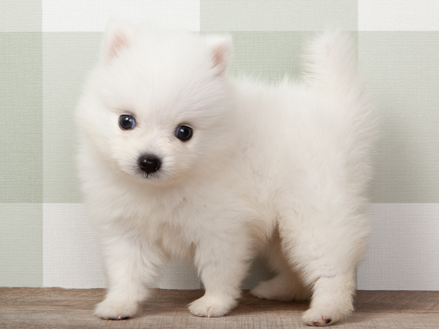 ポメラニアン スピッツ ミックス 橿原店 P S First 子犬や子猫を最優先に考えたペットショップ