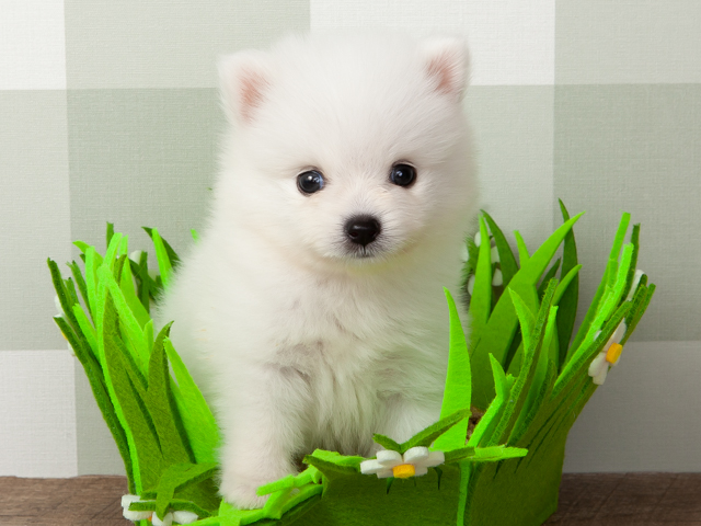 ポメラニアン スピッツ ミックス 橿原店 P S First 子犬や子猫を最優先に考えたペットショップ
