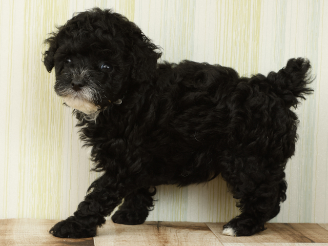 トイプードル 日吉津店 │ペッツファースト公式サイト