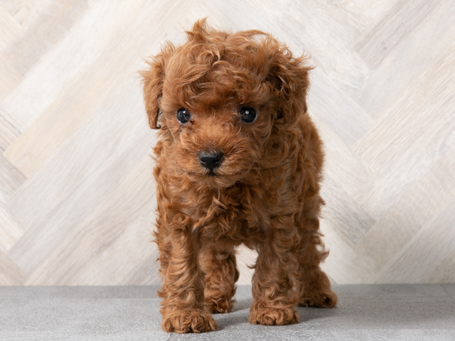 トイプードル ティーカッププードル 鹿児島店 P S First 子犬や子猫を最優先に考えたペットショップ