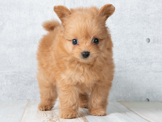 ポメラニアン トイプードル ミックス Petemoレイクタウンmori店 P S First 子犬や子猫を最優先に考えたペットショップ