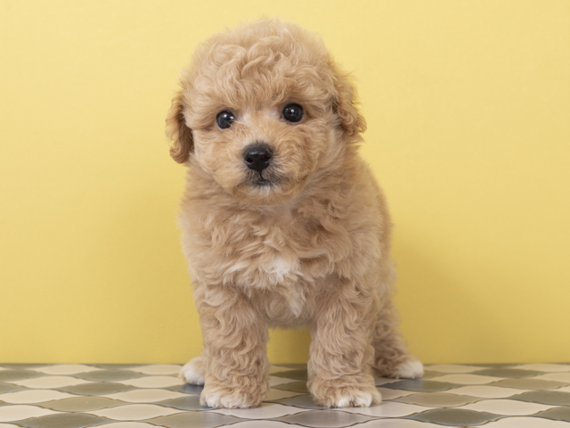 ビションフリーゼ トイプードル ミックス 茨木店 P S First 子犬や子猫を最優先に考えたペットショップ