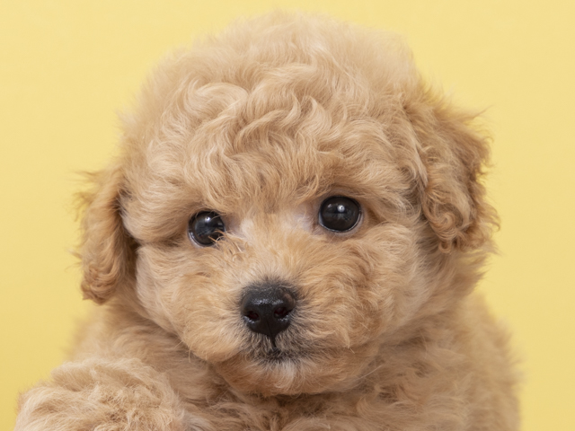 ビションフリーゼ トイプードル ミックス 茨木店 P S First 子犬や子猫を最優先に考えたペットショップ