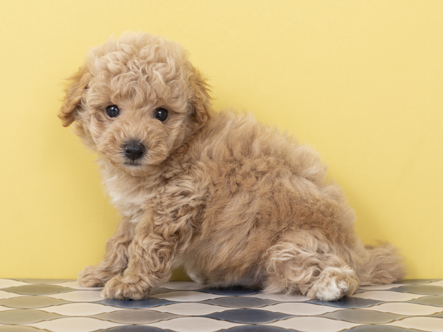 ビションフリーゼ トイプードル ミックス 京都四条河原町店 P S First 子犬や子猫を最優先に考えたペットショップ