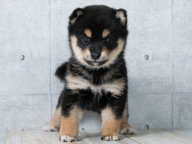 豆柴 下北沢店 P S First 子犬や子猫を最優先に考えたペットショップ