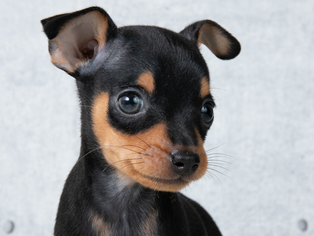 ミニチュアピンシャー 恵比寿店 P S First 子犬や子猫を最優先に考えたペットショップ