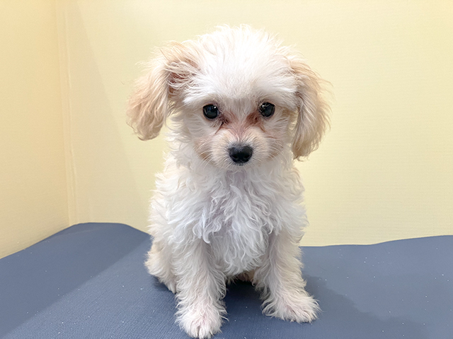 トイプードル チワワ ミックス 広島祇園店 P S First 子犬や子猫を最優先に考えたペットショップ